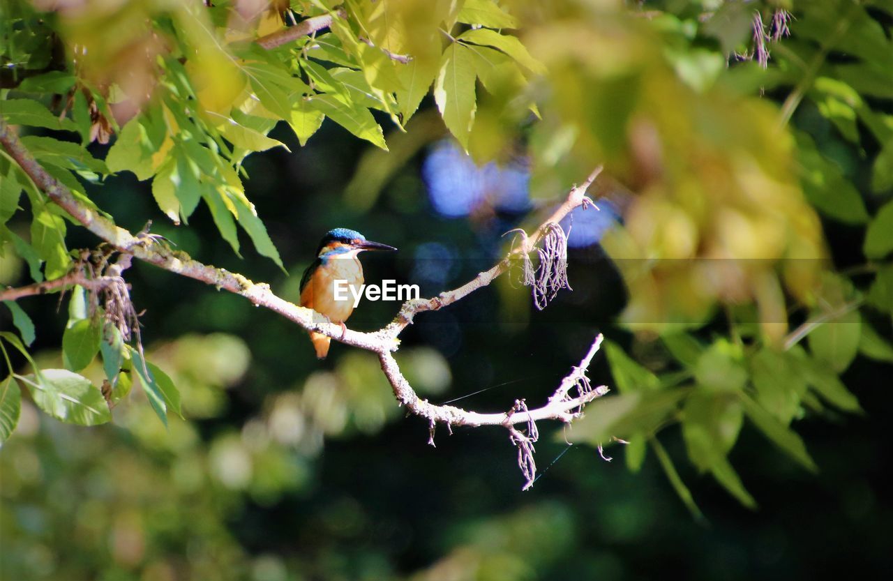 CLOSE-UP OF BIRD PERCHING ON BRANCH OF TREE