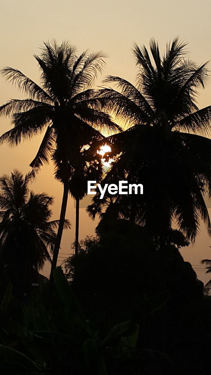 LOW ANGLE VIEW OF PALM TREES AGAINST SKY