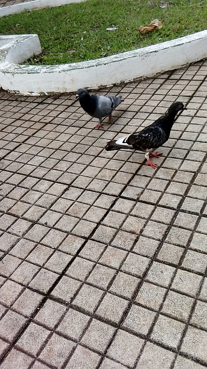 HIGH ANGLE VIEW OF BIRD PERCHING ON PAVING STONE