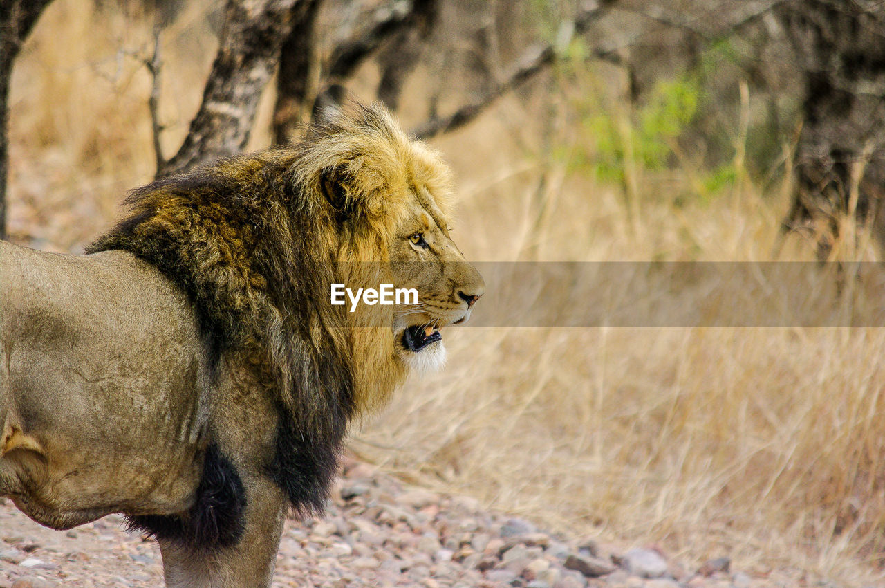 Close-up of lion