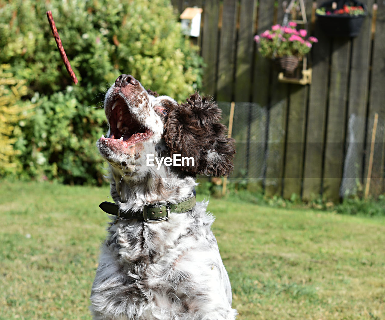 Close-up of dog barking on field