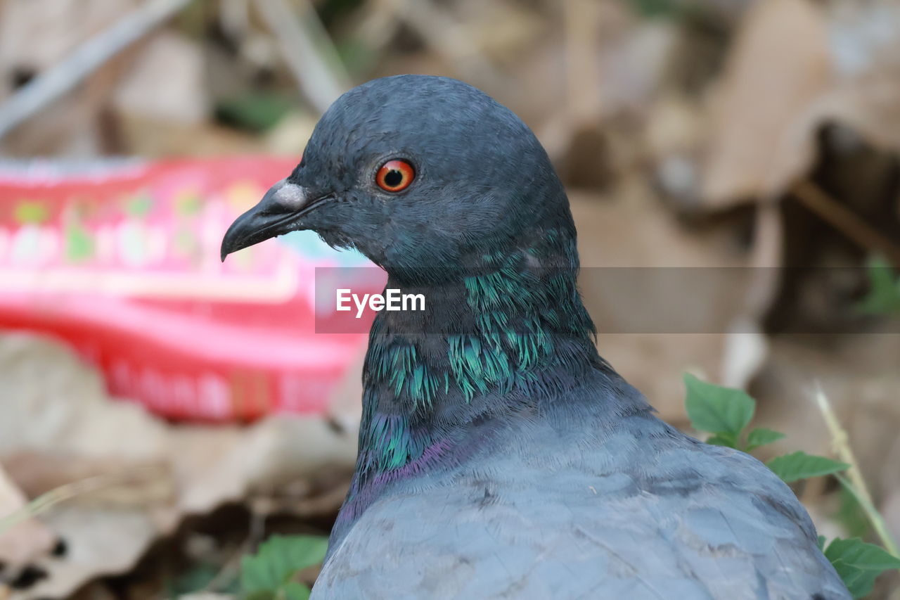 close-up of pigeon