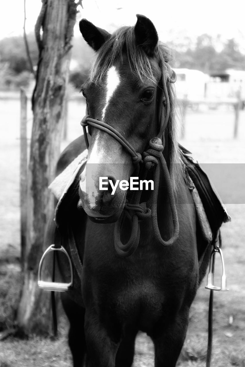 CLOSE-UP PORTRAIT OF HORSE IN THE RANCH