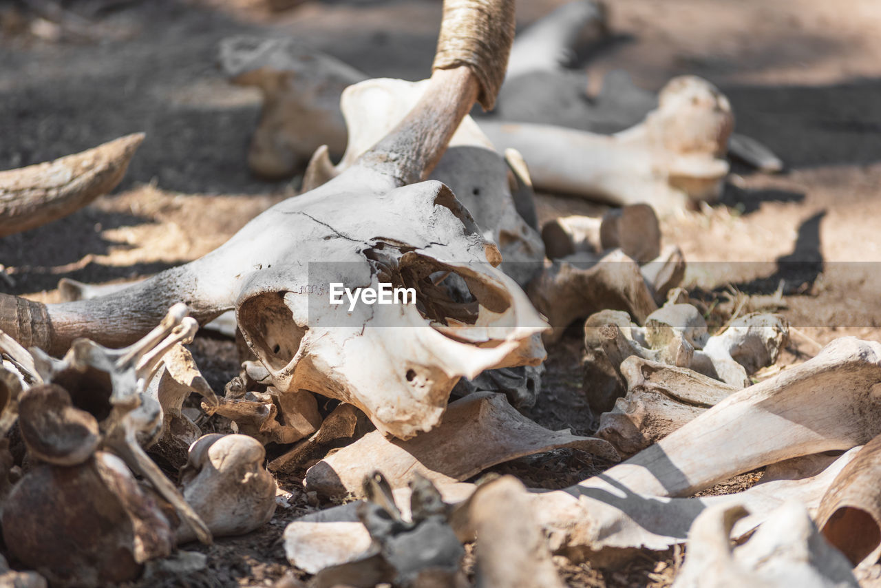 CLOSE-UP OF ANIMAL SKULL IN THE FIELD