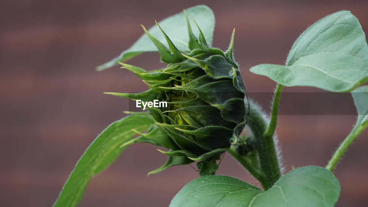 Close-up of fresh green leaves