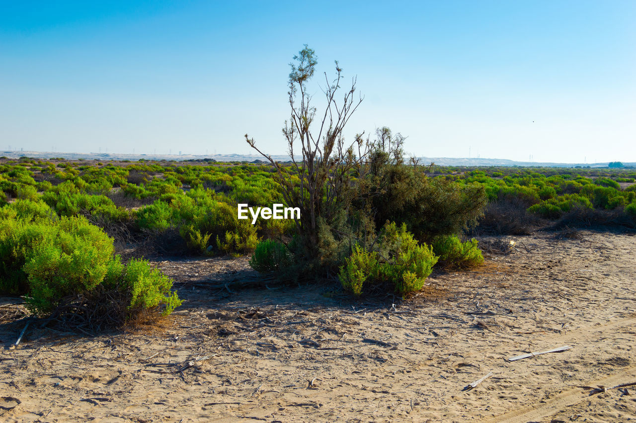 PLANTS GROWING ON LAND