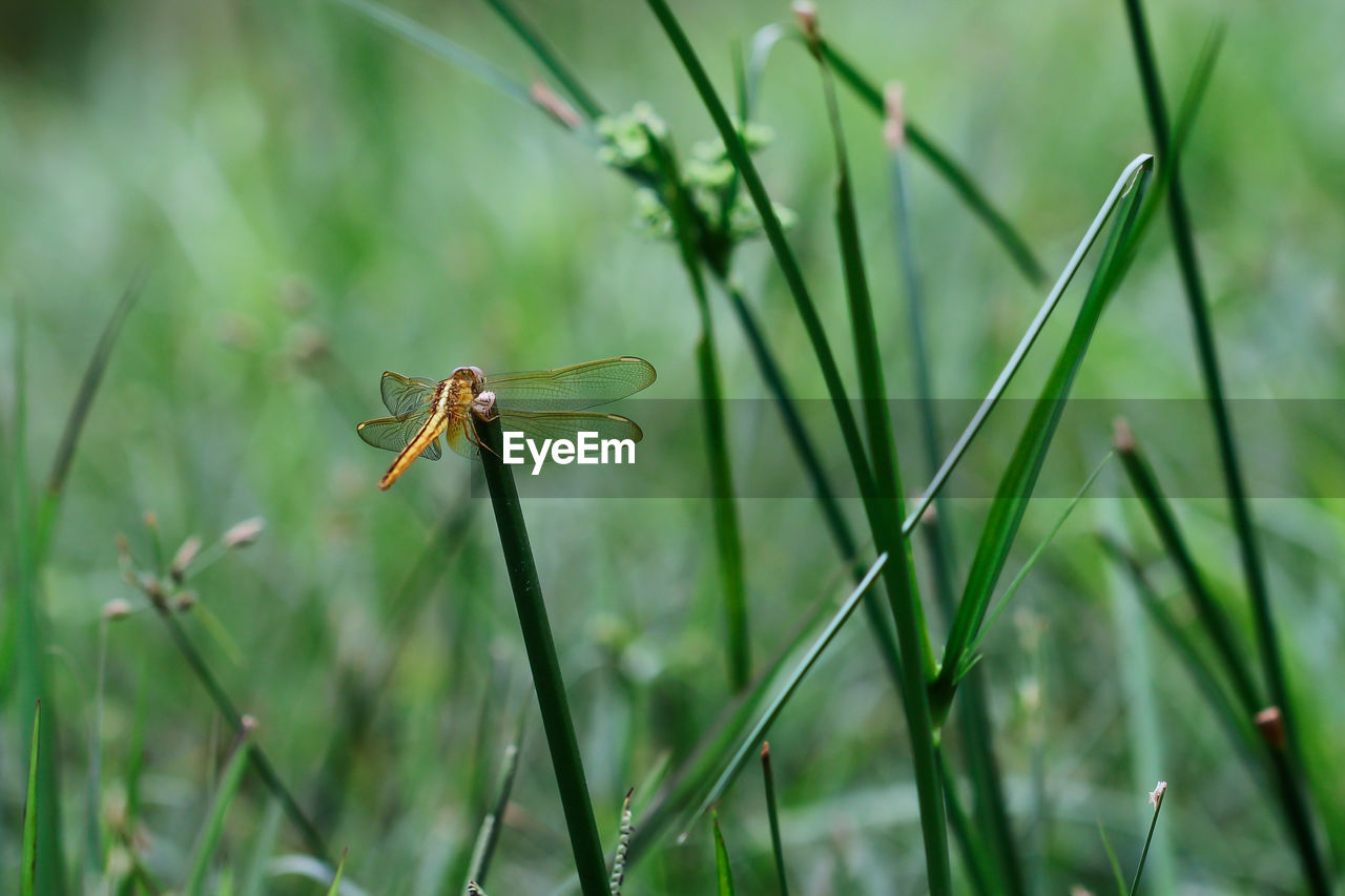 Close-up of insect on grass