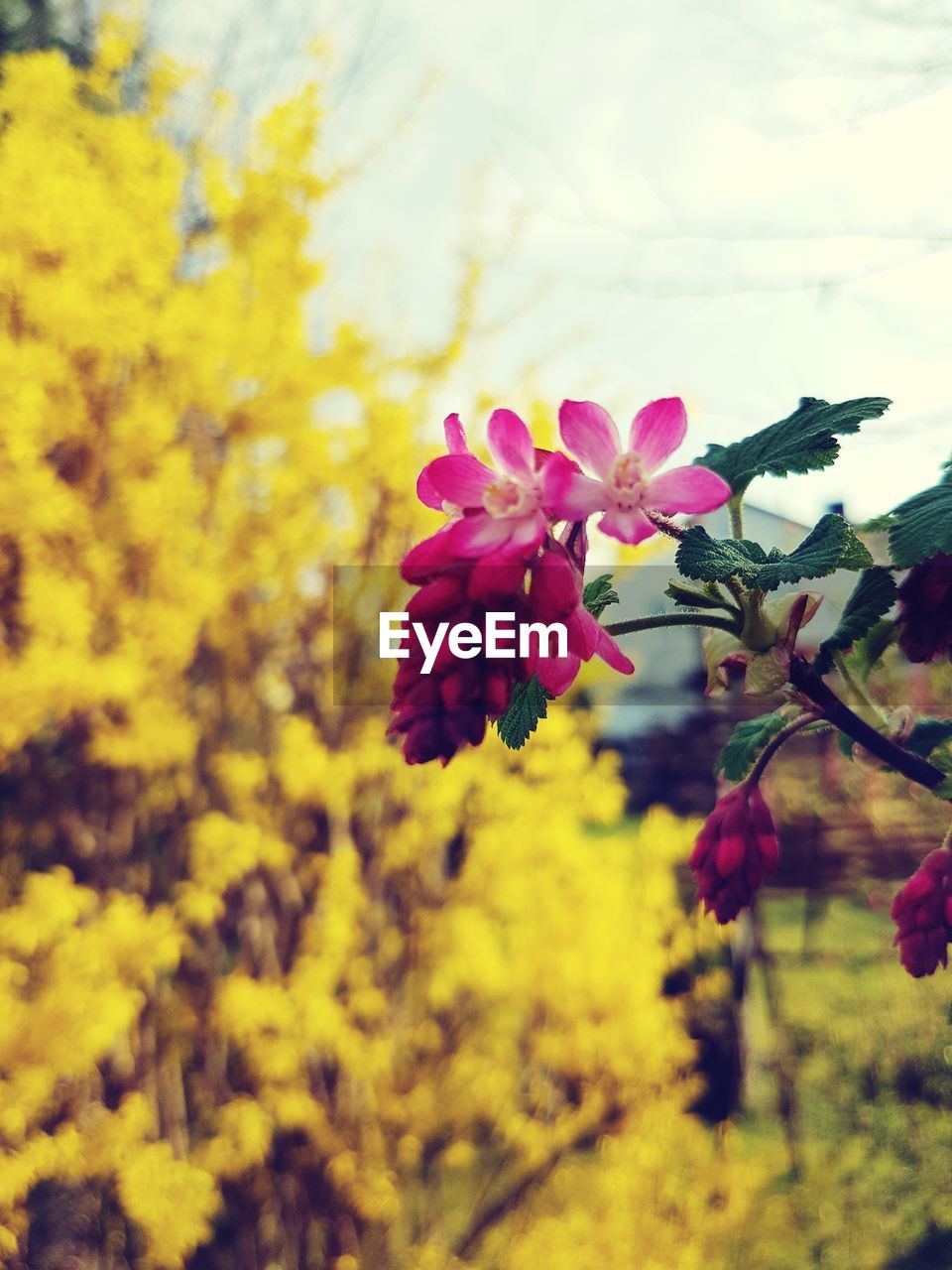 CLOSE-UP OF FRESH FLOWERS BLOOMING IN NATURE