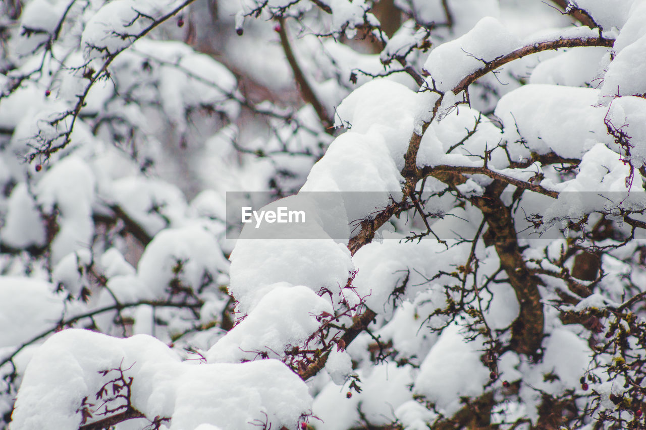 CLOSE-UP OF SNOW COVERED TREE BRANCH DURING WINTER