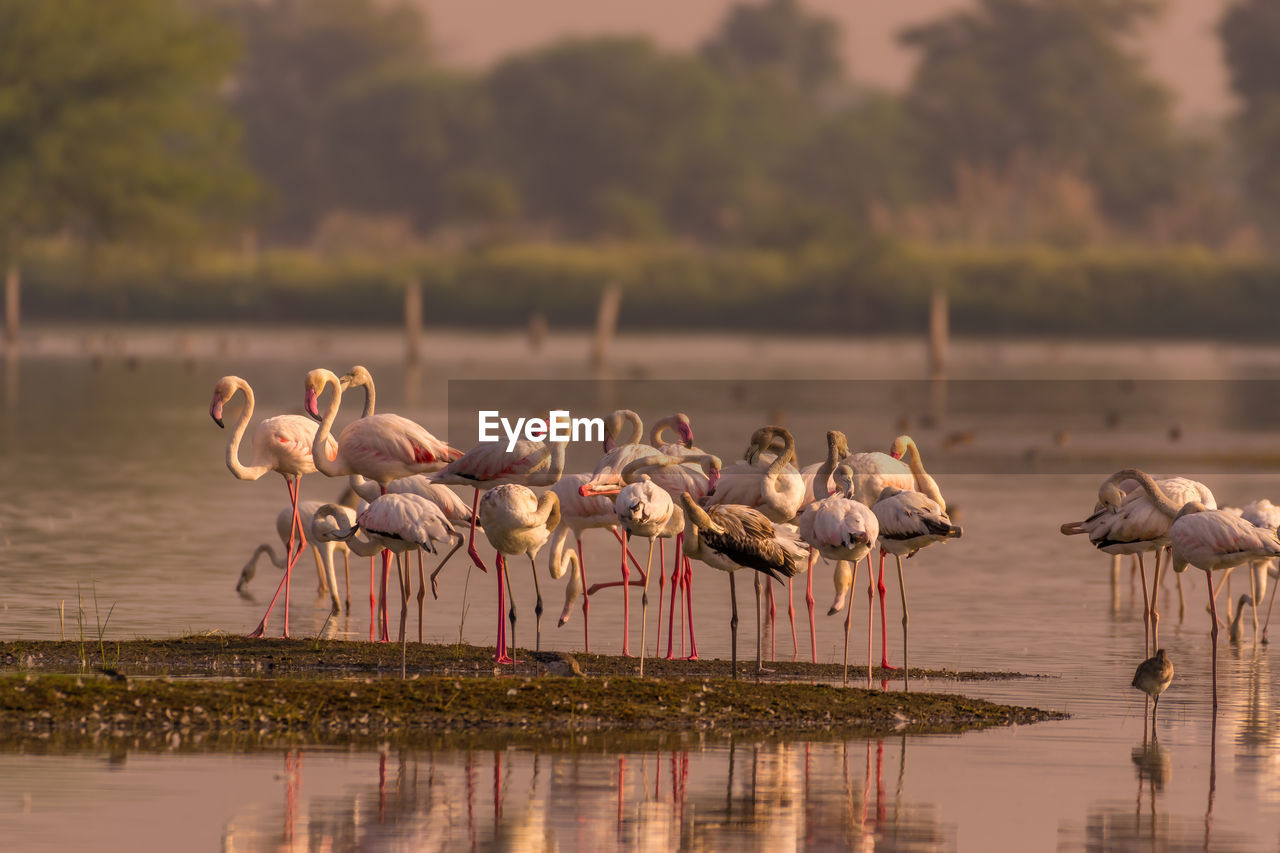 BIRDS IN A LAKE