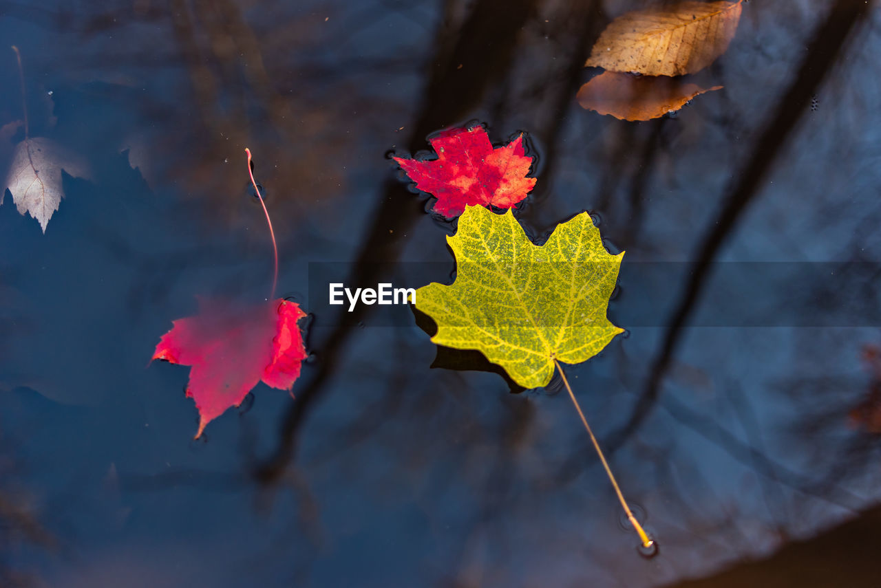 HIGH ANGLE VIEW OF MAPLE LEAF ON WATER