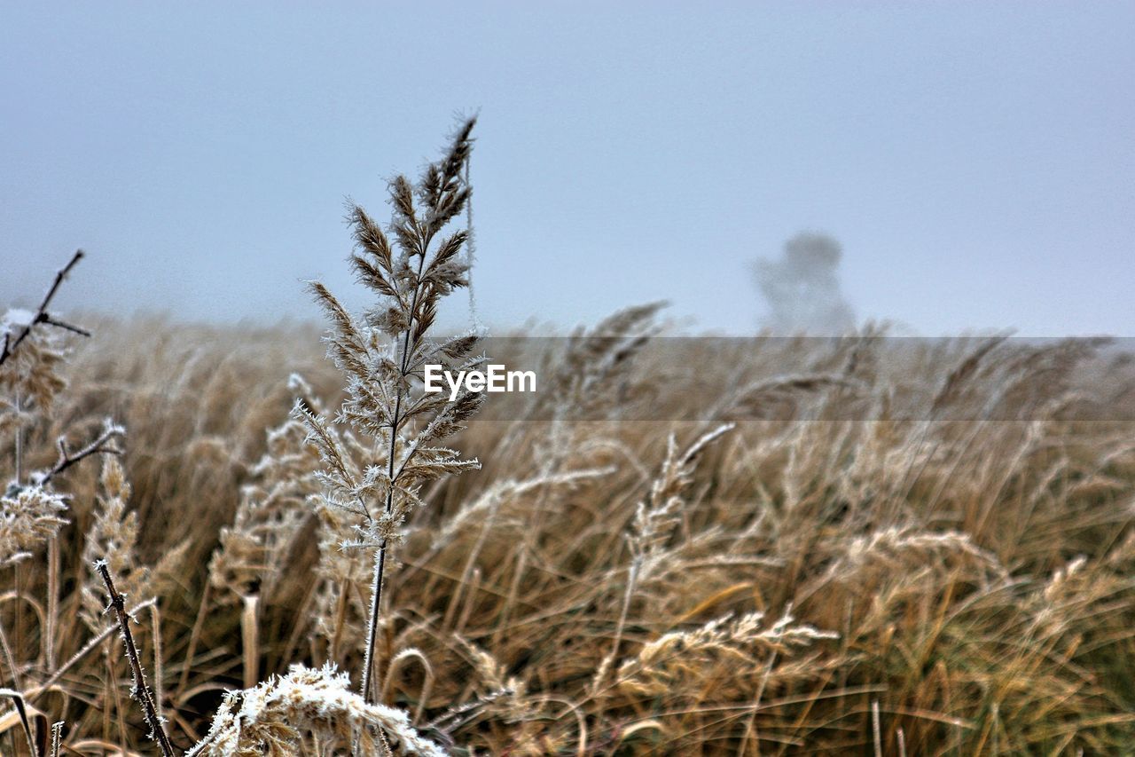 Close-up of crops on field against sky