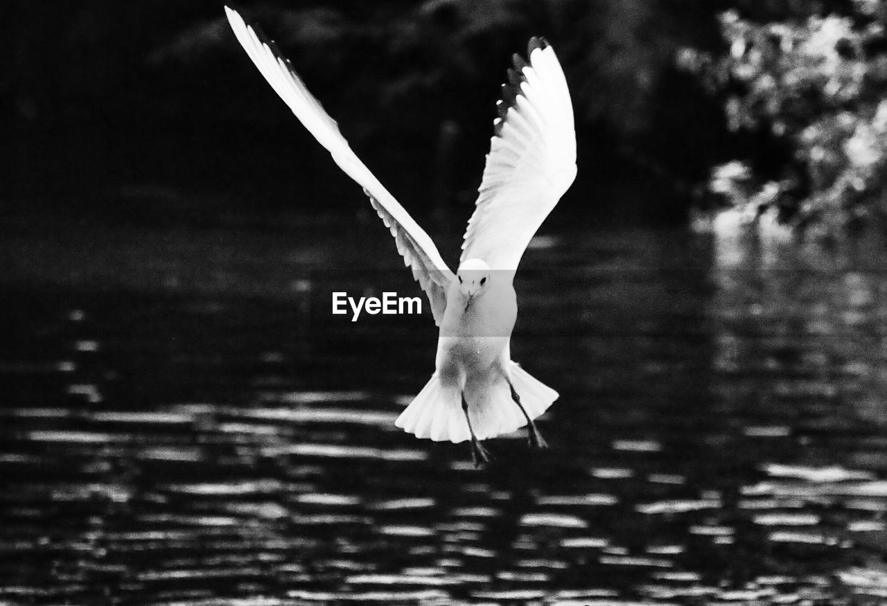 Seagull flying above lake