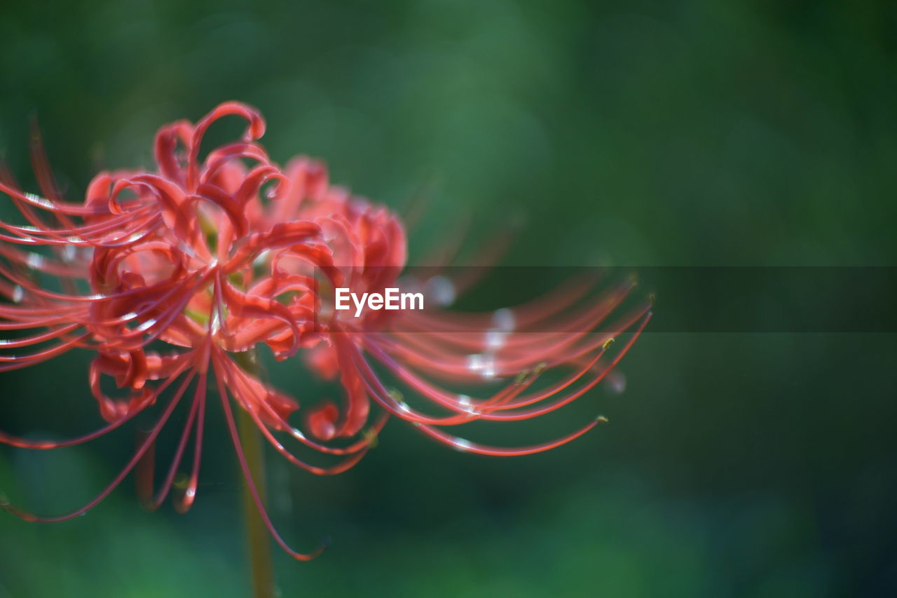 Close-up of red flower