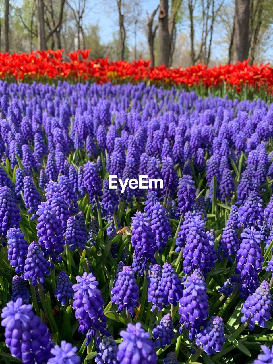 Close-up of fresh purple flowers on field