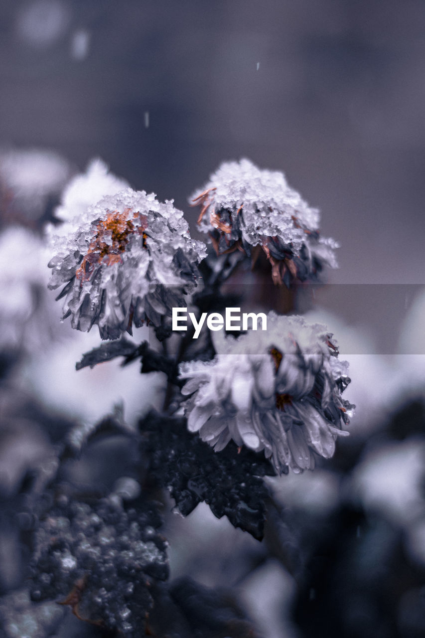 winter, frost, cold temperature, snow, close-up, nature, plant, frozen, freezing, macro photography, leaf, tree, ice, branch, flower, no people, beauty in nature, outdoors, focus on foreground, coniferous tree, day, environment, pine tree, selective focus, pinaceae, land, snowflake, tranquility, growth, forest