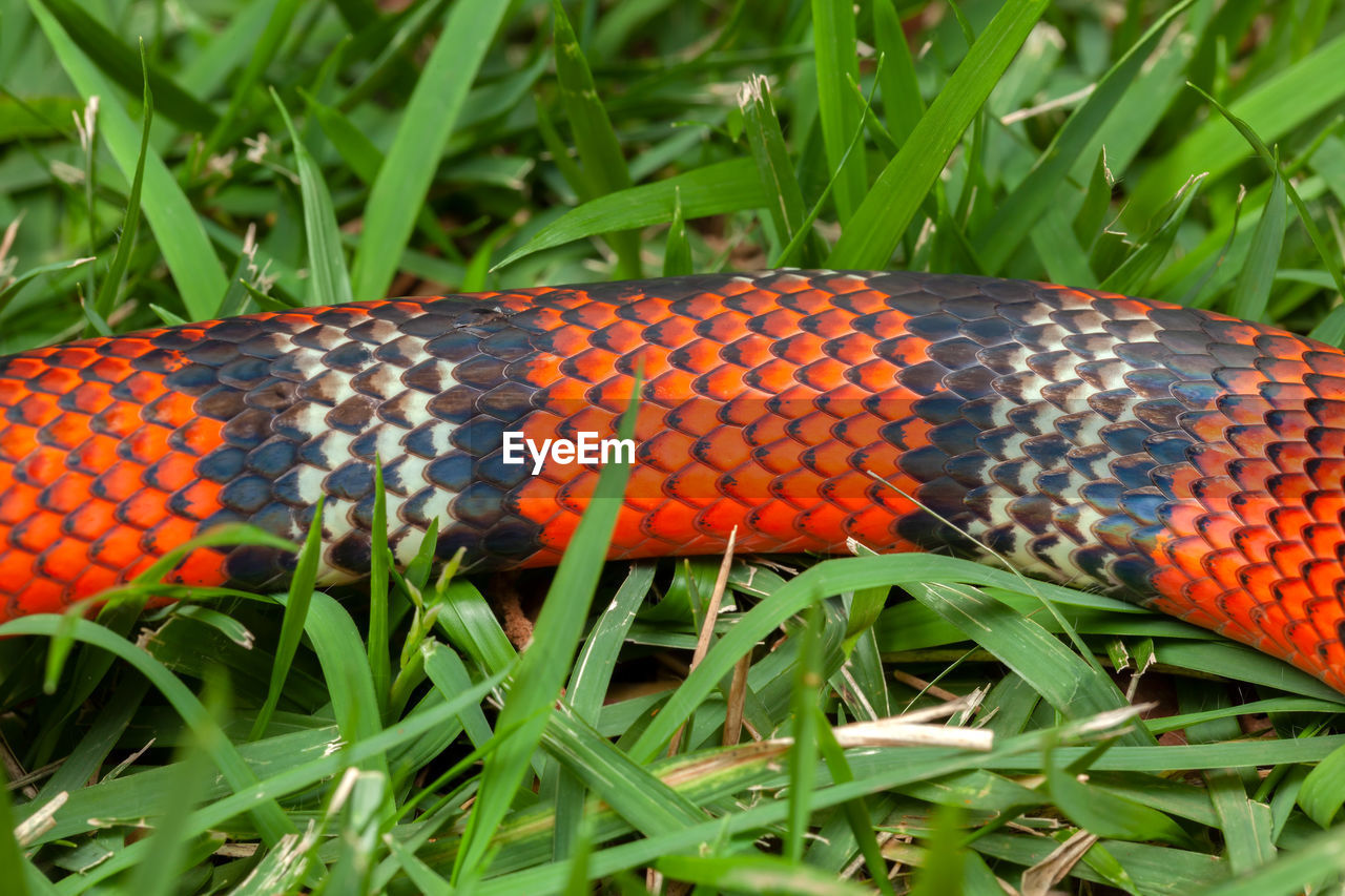 CLOSE-UP OF ORANGE ON GRASS