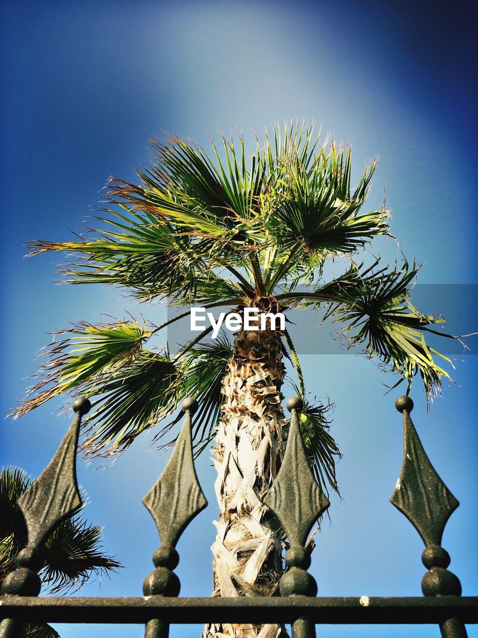 LOW ANGLE VIEW OF PALM TREES AGAINST CLEAR BLUE SKY