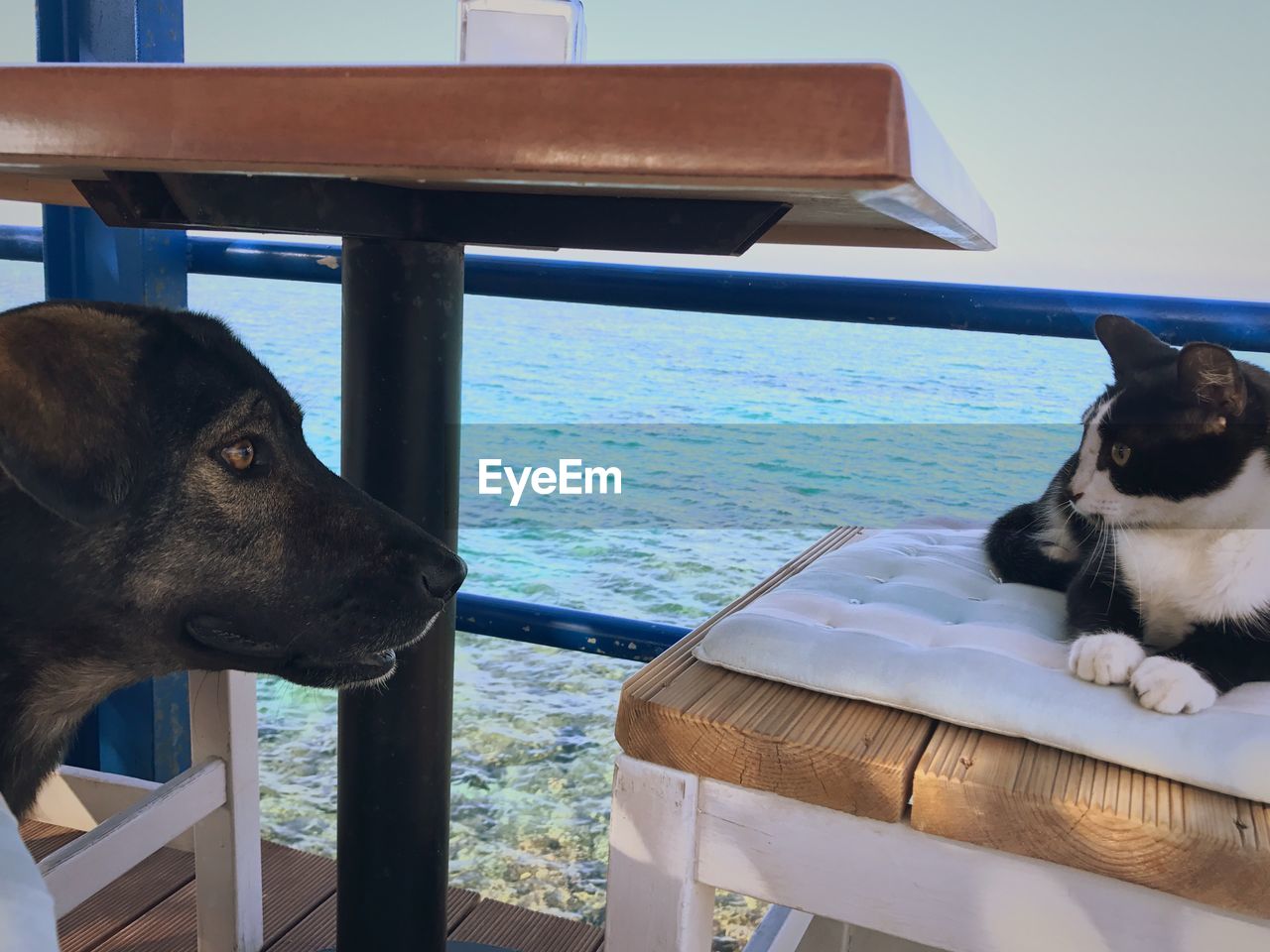 CLOSE-UP OF DOG RELAXING ON CHAIR AT SEA SHORE