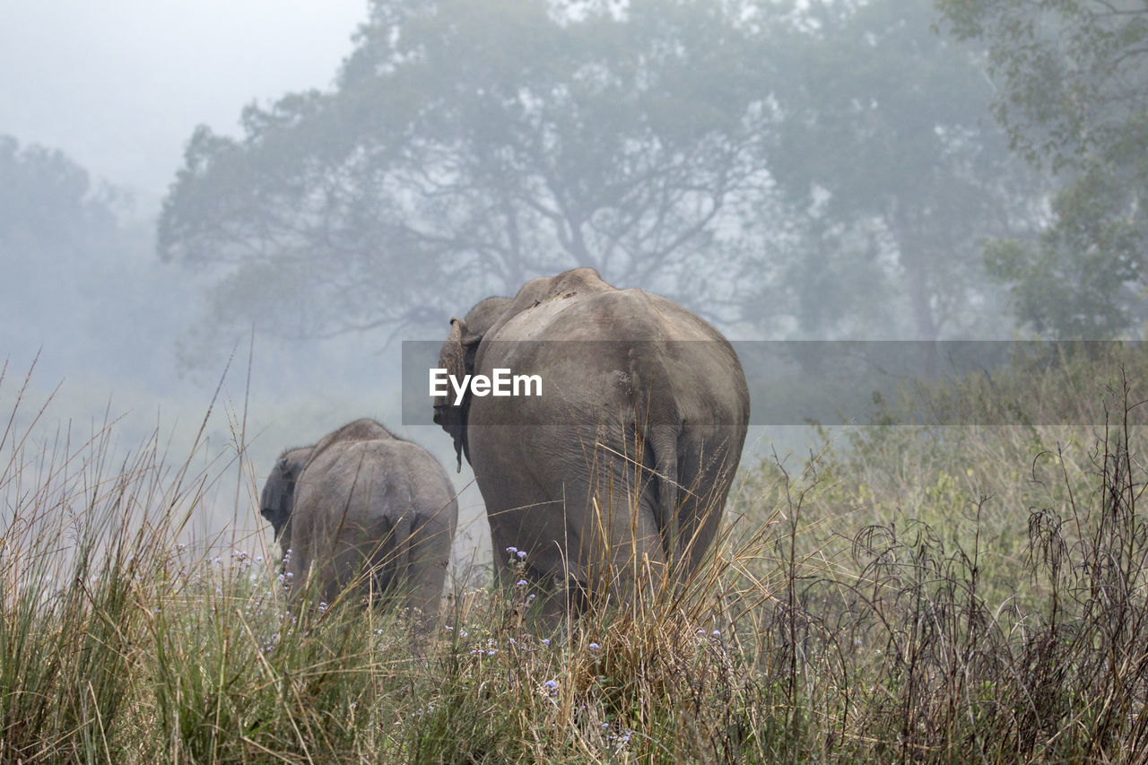 VIEW OF ELEPHANT ON LAND