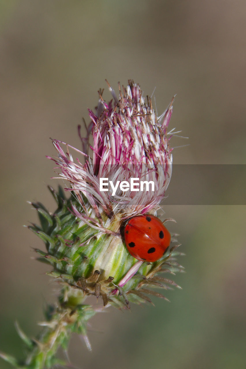 animal themes, animal, insect, animal wildlife, plant, close-up, one animal, wildlife, nature, macro photography, flower, beauty in nature, beetle, ladybug, focus on foreground, no people, flowering plant, outdoors, macro, day, fragility, selective focus, thistle, wildflower, freshness, plant stem
