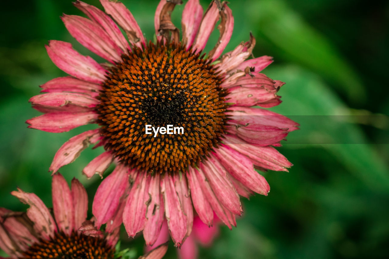 Close-up of pink flower with heart shape 