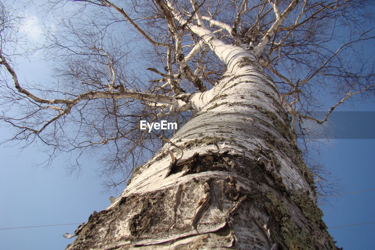 Low angle view of bare tree against sky