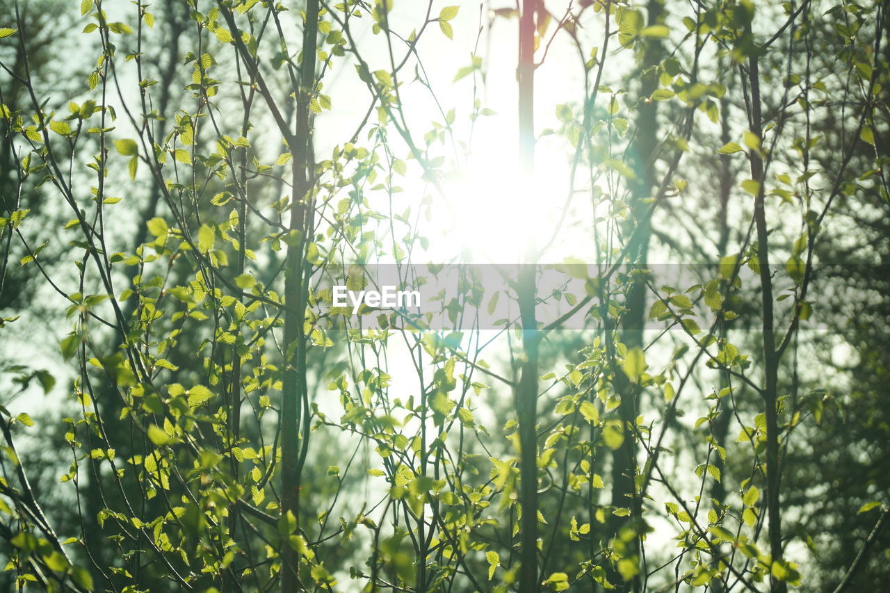 LOW ANGLE VIEW OF TREES IN FOREST AGAINST BRIGHT SUN