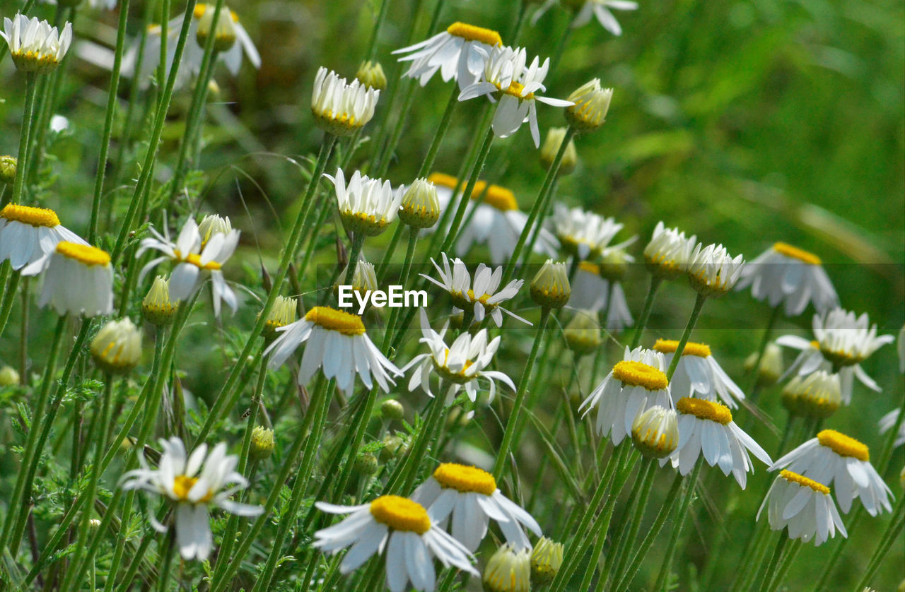 CLOSE-UP OF WHITE FLOWERS