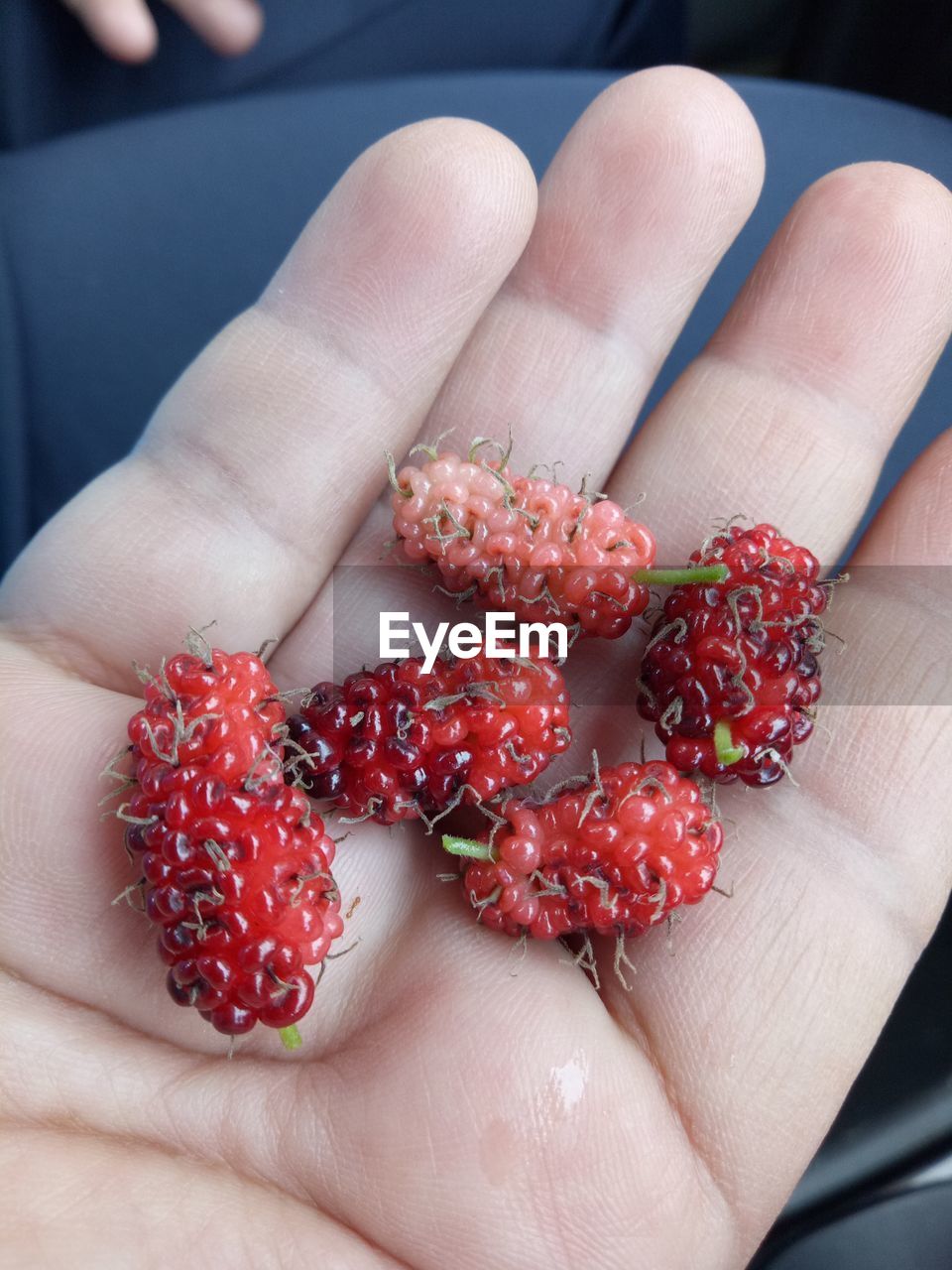 MIDSECTION OF PERSON HOLDING STRAWBERRY