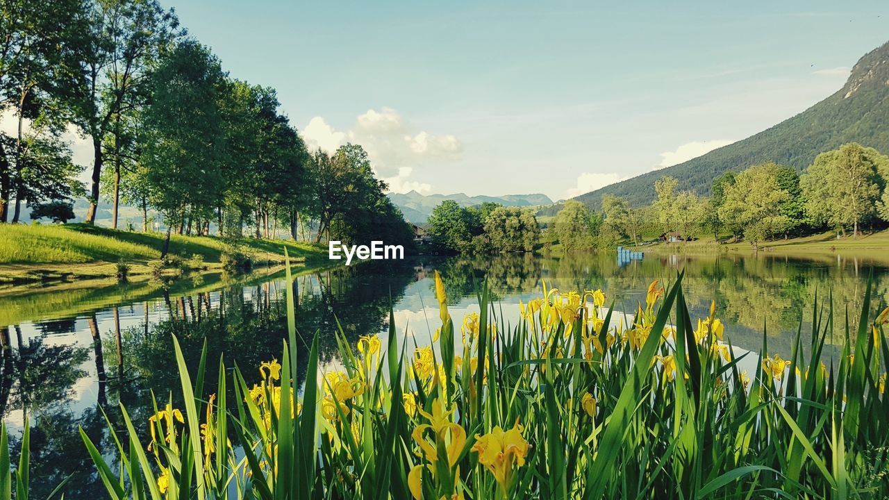 Scenic view of lake by trees against sky