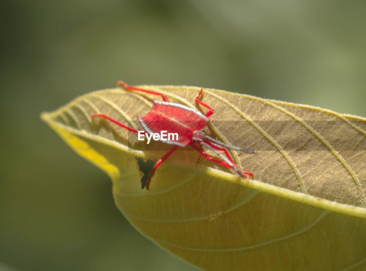 CLOSE-UP OF CATERPILLAR ON LEAF