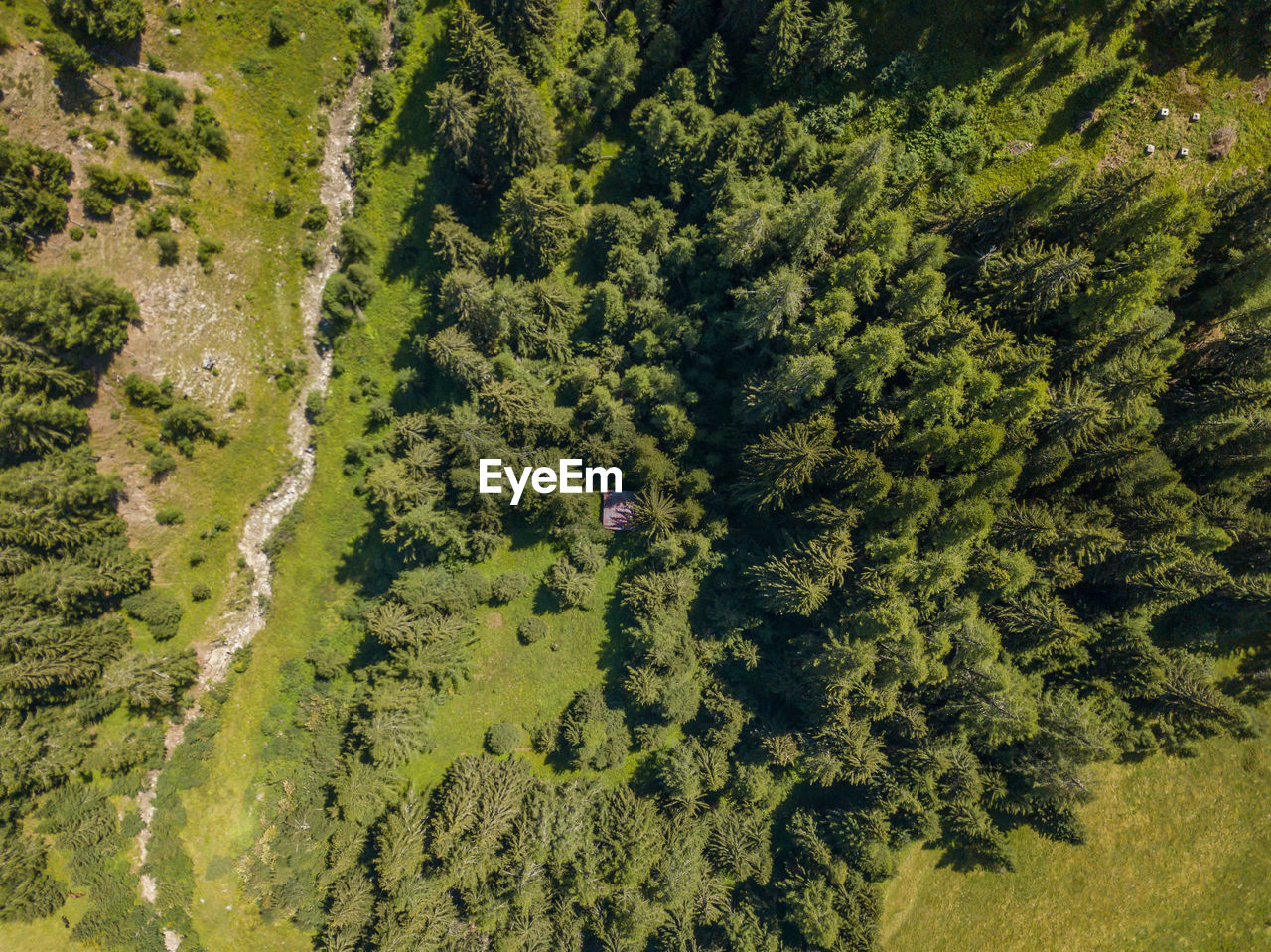 HIGH ANGLE VIEW OF PINE TREES GROWING IN FOREST