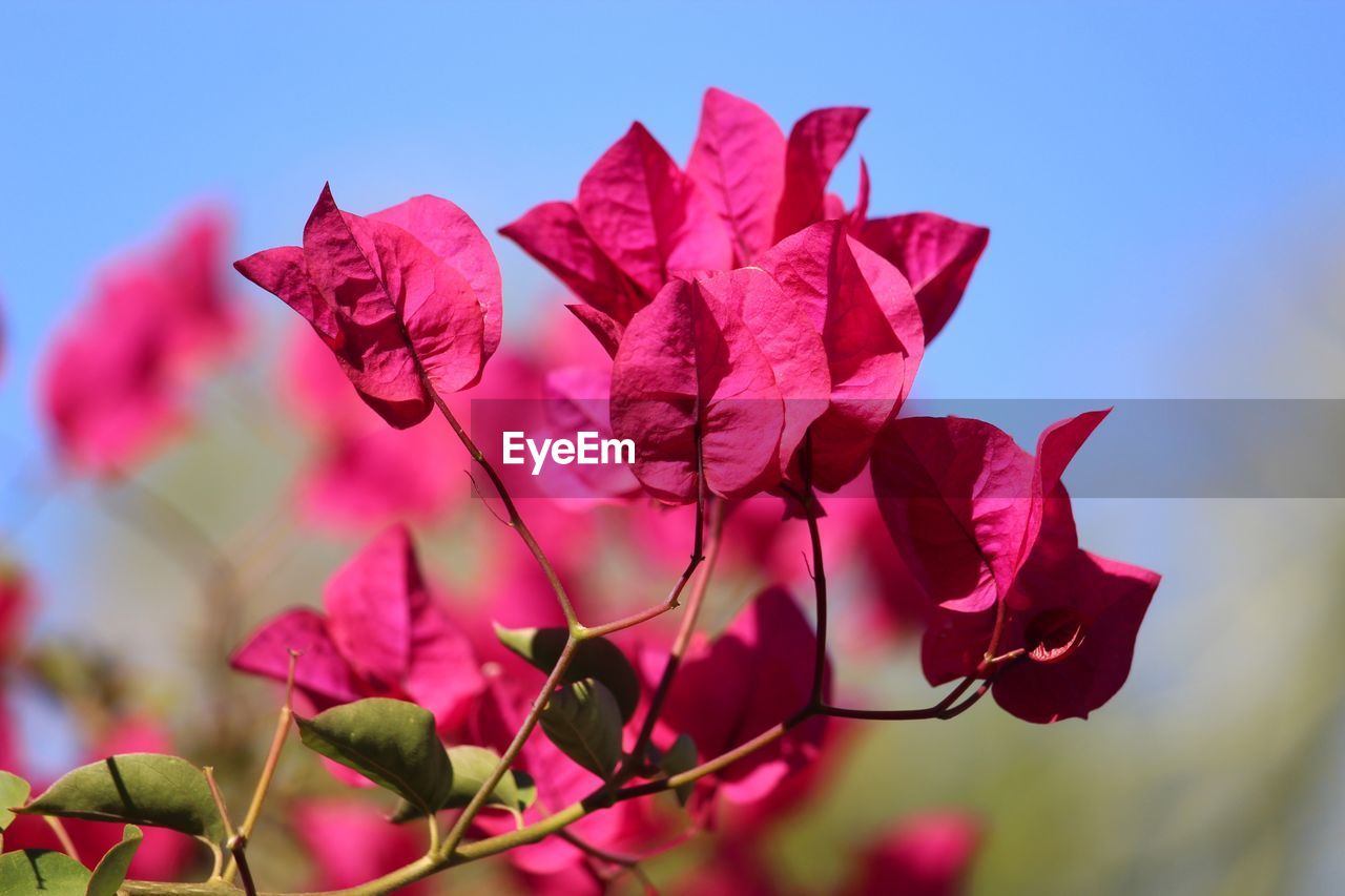 Close-up of pink bougainvillea plant against sky