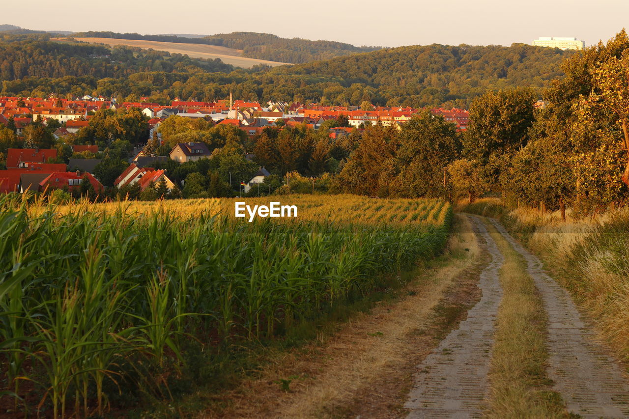 Scenic view of agricultural field