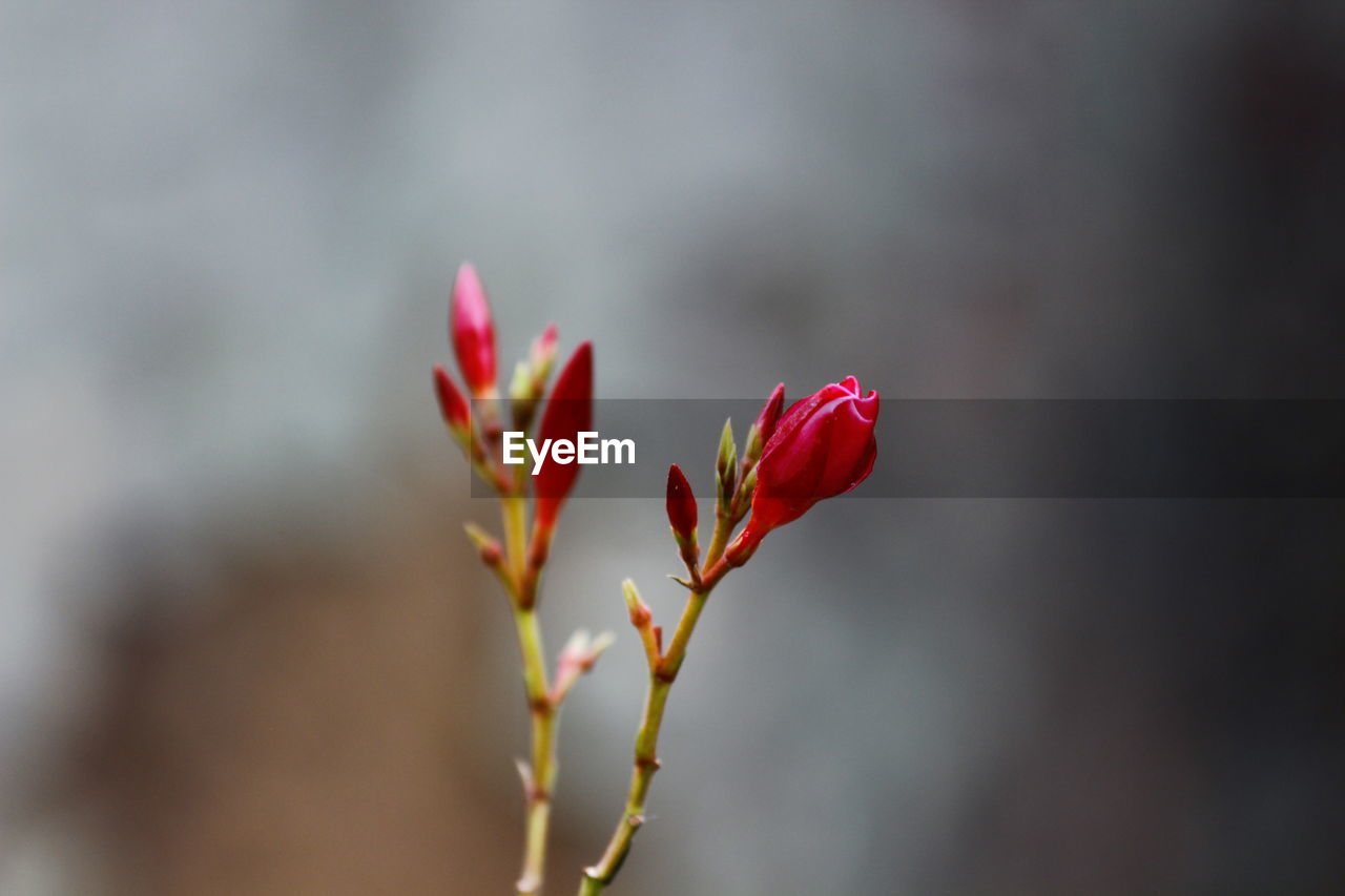 Close-up of red flowering plant