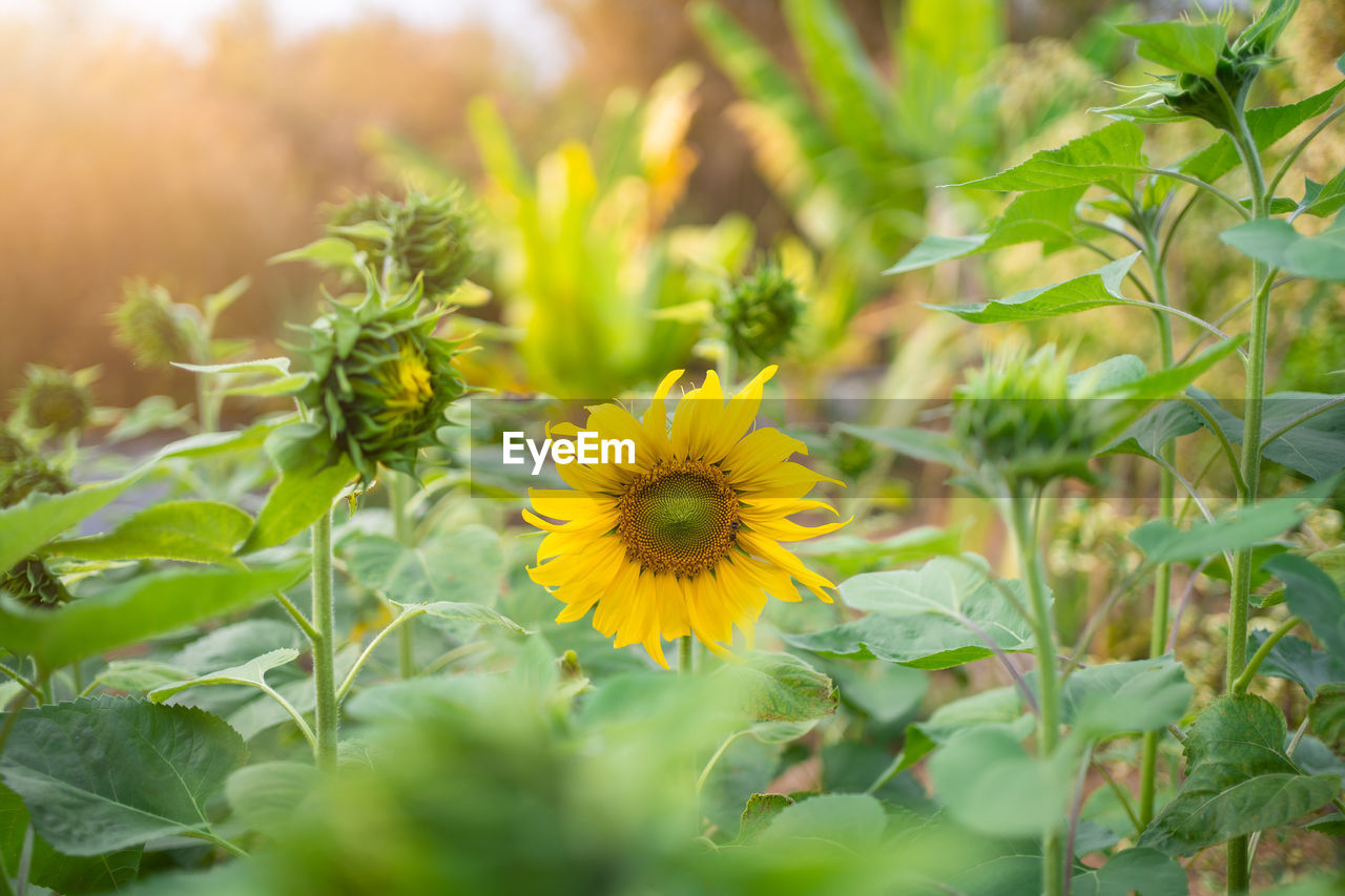 plant, flower, flowering plant, sunflower, freshness, beauty in nature, nature, yellow, plant part, leaf, growth, landscape, summer, flower head, field, rural scene, green, land, environment, sunlight, sky, no people, food and drink, agriculture, inflorescence, multi colored, food, meadow, close-up, medicine, outdoors, sun, petal, wildflower, springtime, botany, travel, fragility, selective focus, garden, vegetable, flowerbed, environmental conservation, vibrant color, front or back yard, travel destinations, non-urban scene, plain, blossom, tourism, grass, social issues, farm, sunset, day, tree, landscaped, healthcare and medicine, herbal medicine, crop, scenics - nature, animal wildlife, ornamental garden, herb, backgrounds