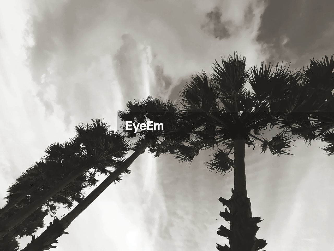 LOW ANGLE VIEW OF PALM TREE AGAINST SKY