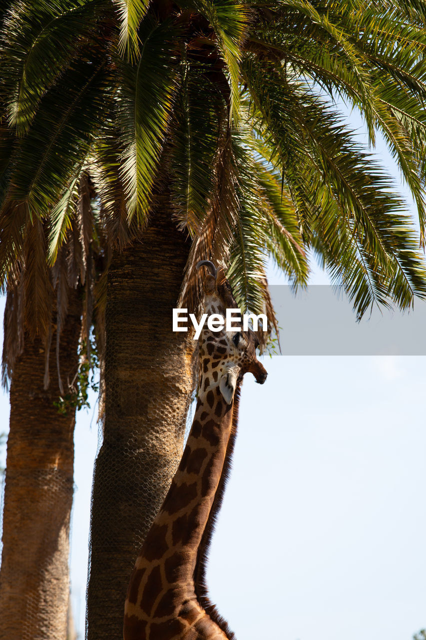 Low angle view of giraffe eating palm tree against clear sky