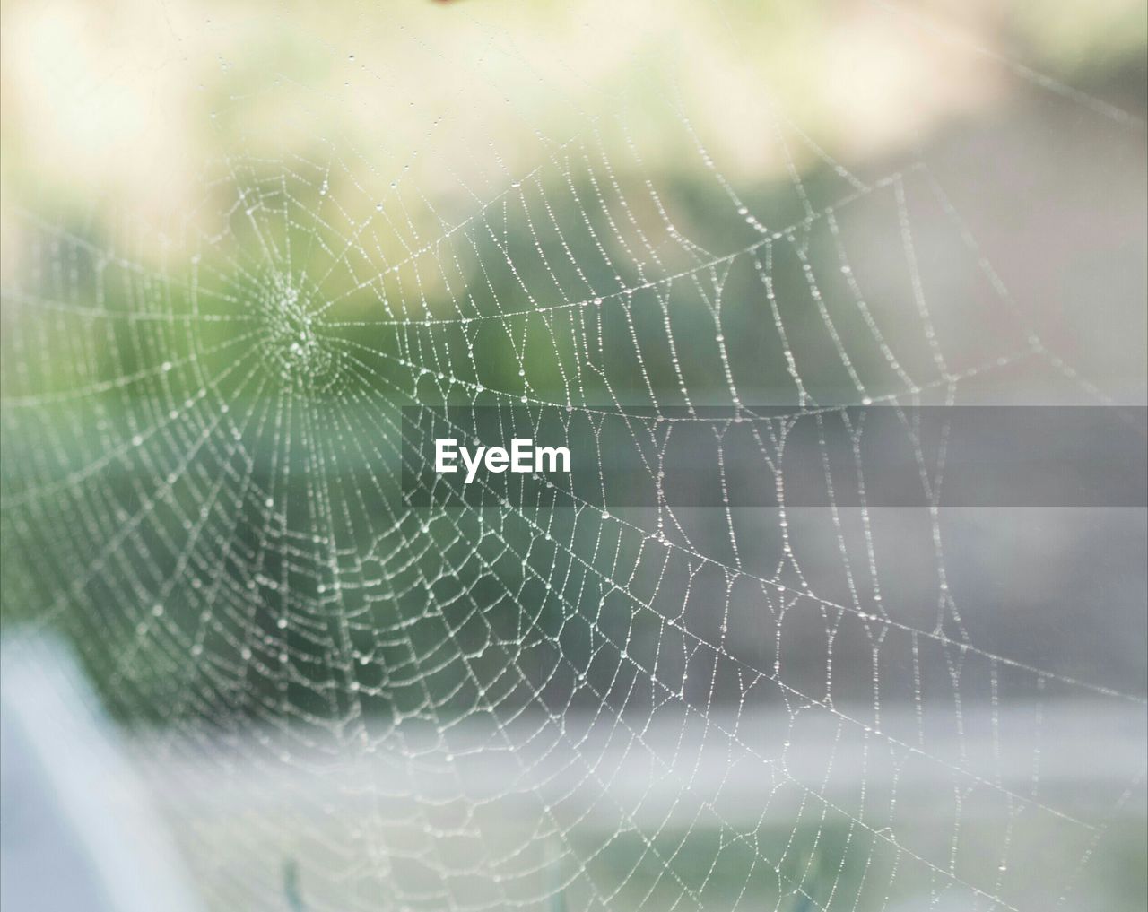 Full frame shot of spider web