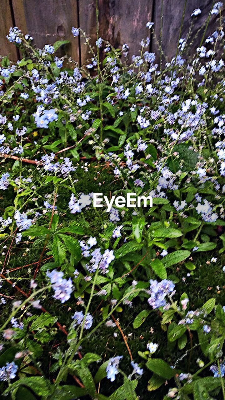 HIGH ANGLE VIEW OF WHITE FLOWERING PLANTS