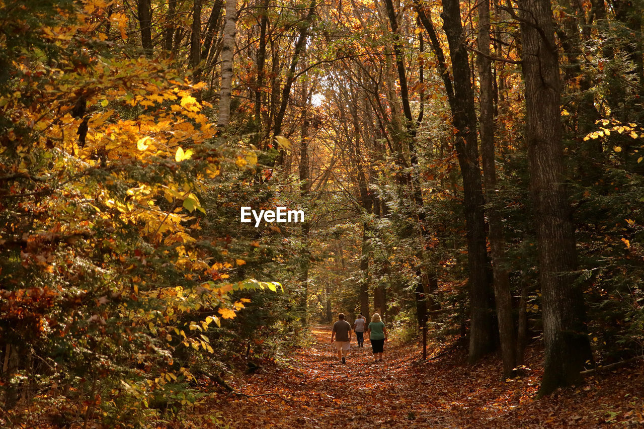 REAR VIEW OF PEOPLE WALKING IN FOREST DURING AUTUMN