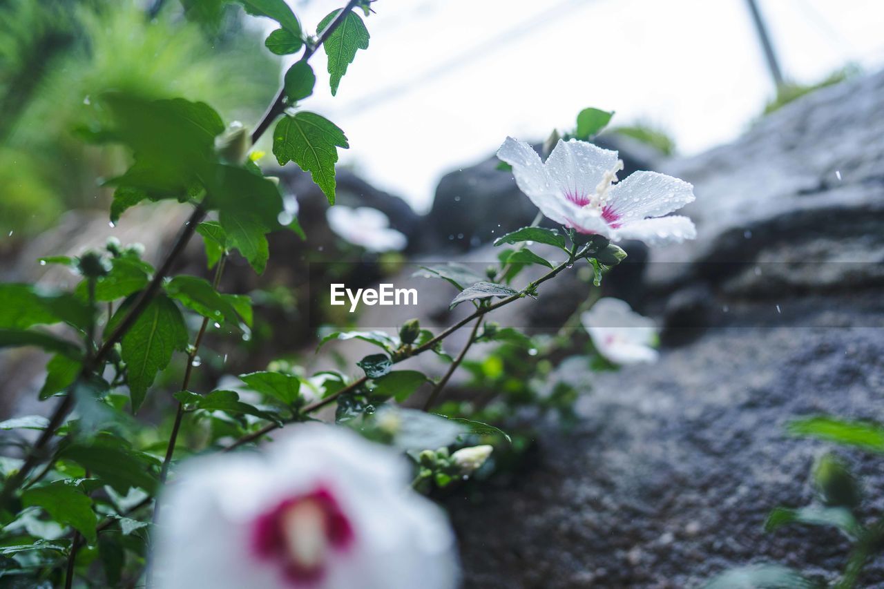 plant, flower, green, flowering plant, nature, freshness, blossom, beauty in nature, leaf, growth, branch, selective focus, plant part, no people, tree, fragility, outdoors, springtime, close-up, day, garden, food and drink, food, macro photography, botany, environment, petal, white, spring, produce