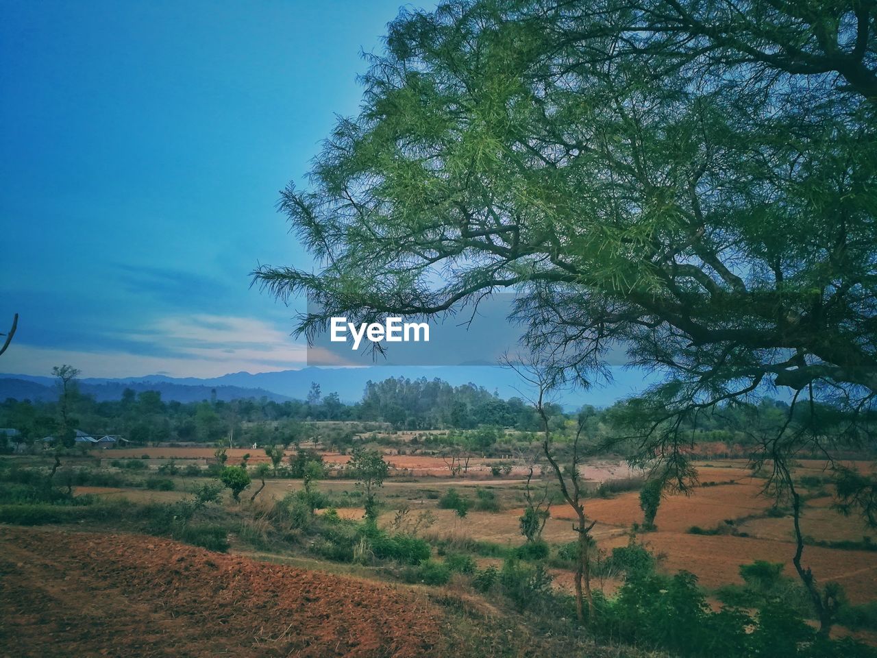 Scenic view of agricultural field against sky