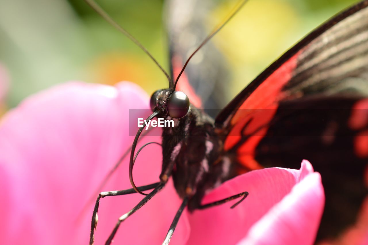 CLOSE-UP OF INSECT ON PLANT