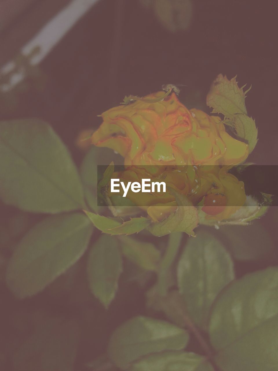 CLOSE-UP OF YELLOW FLOWERS BLOOMING