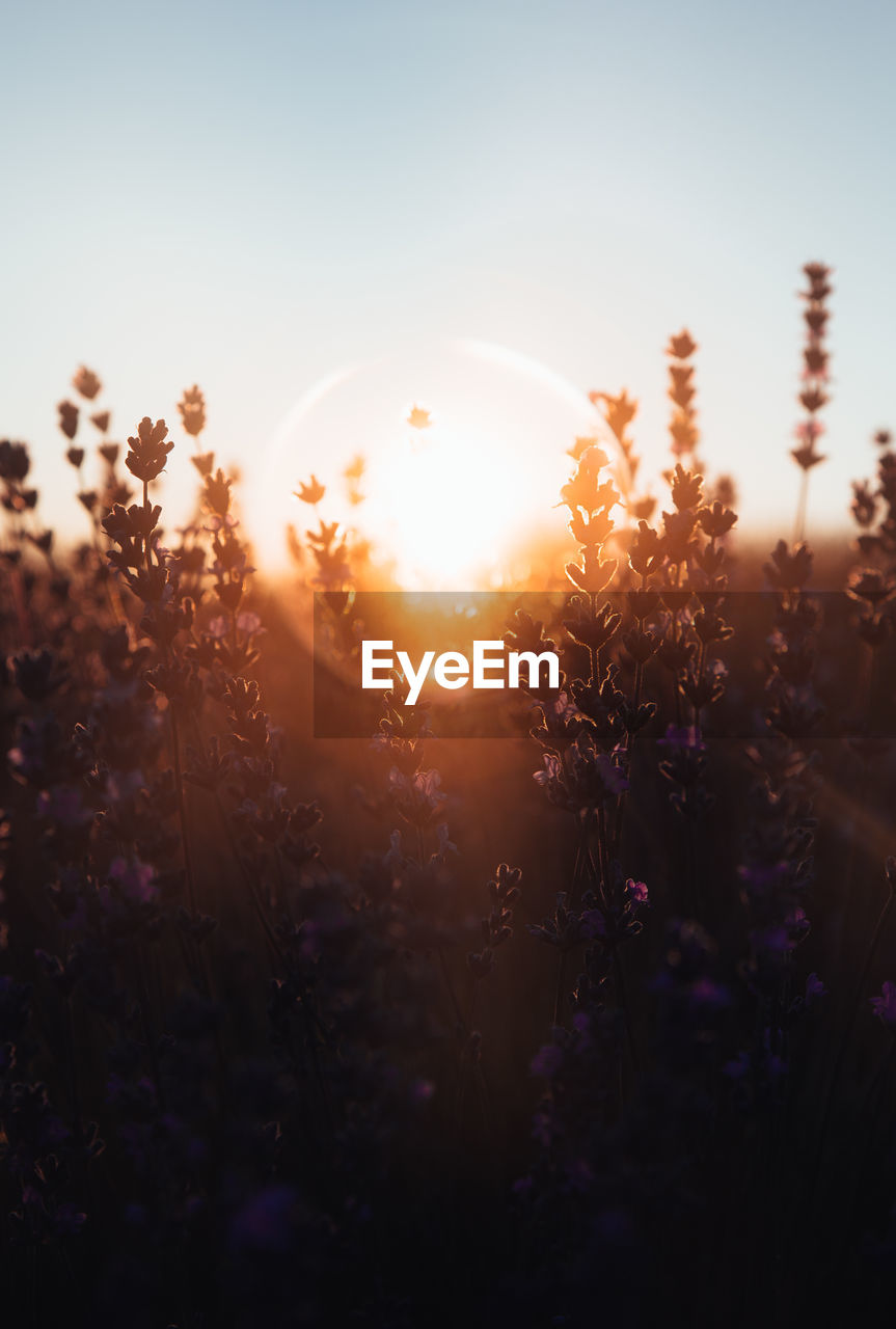 Scenic view of flowering plants on field against sky during sunset