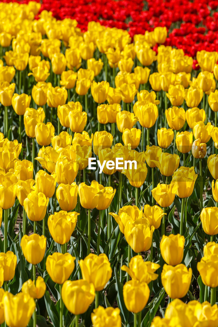 Flaccid yellow and few red tulips in the field - close-up full frame background with selective focus