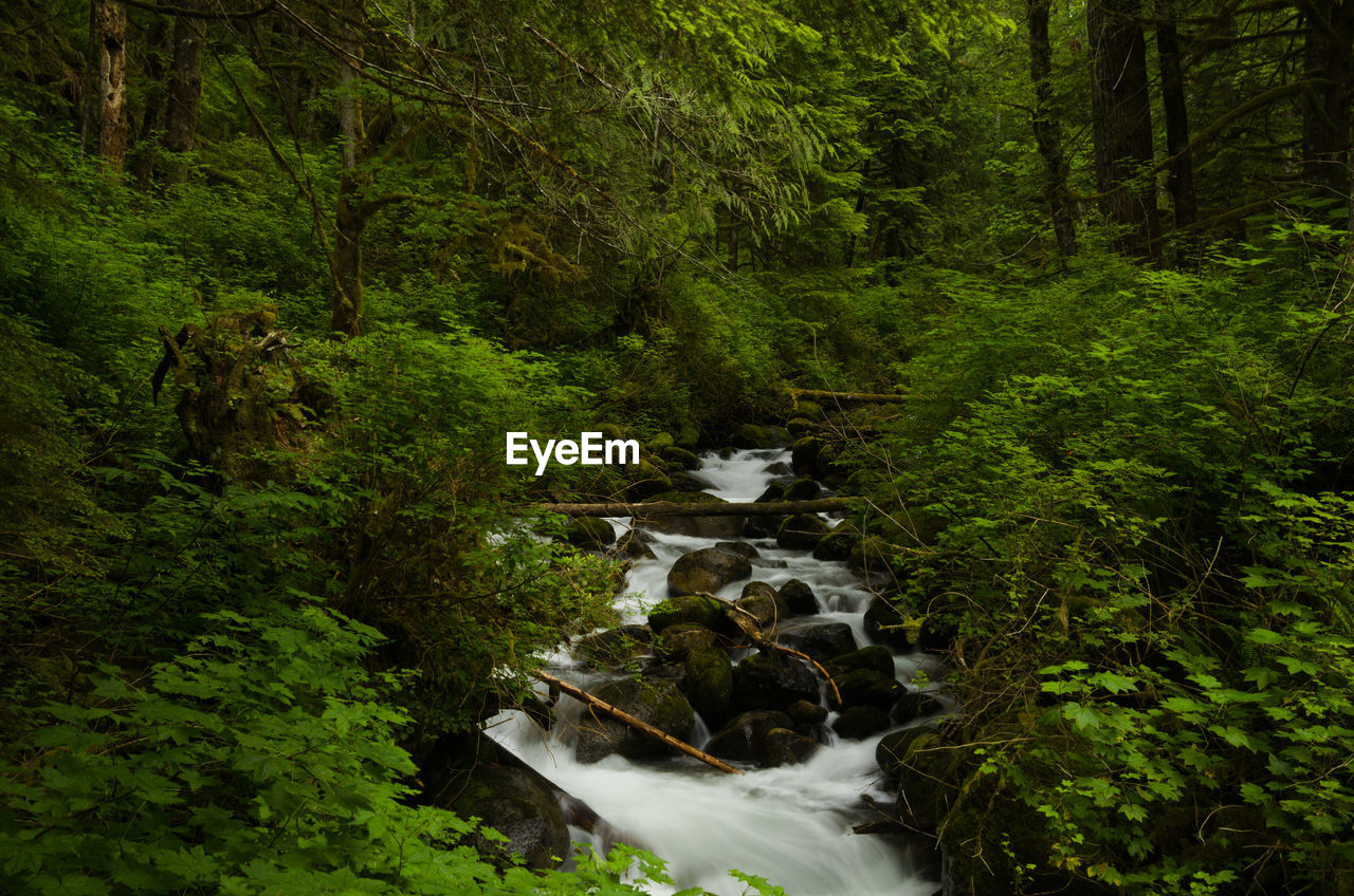 forest, tree, plant, natural environment, water, nature, stream, wilderness, rainforest, beauty in nature, land, woodland, green, waterfall, scenics - nature, body of water, no people, river, growth, water feature, foliage, lush foliage, tranquility, non-urban scene, old-growth forest, flowing water, environment, leaf, jungle, day, motion, tranquil scene, outdoors, creek, watercourse, flowing, long exposure, reflection, autumn, idyllic
