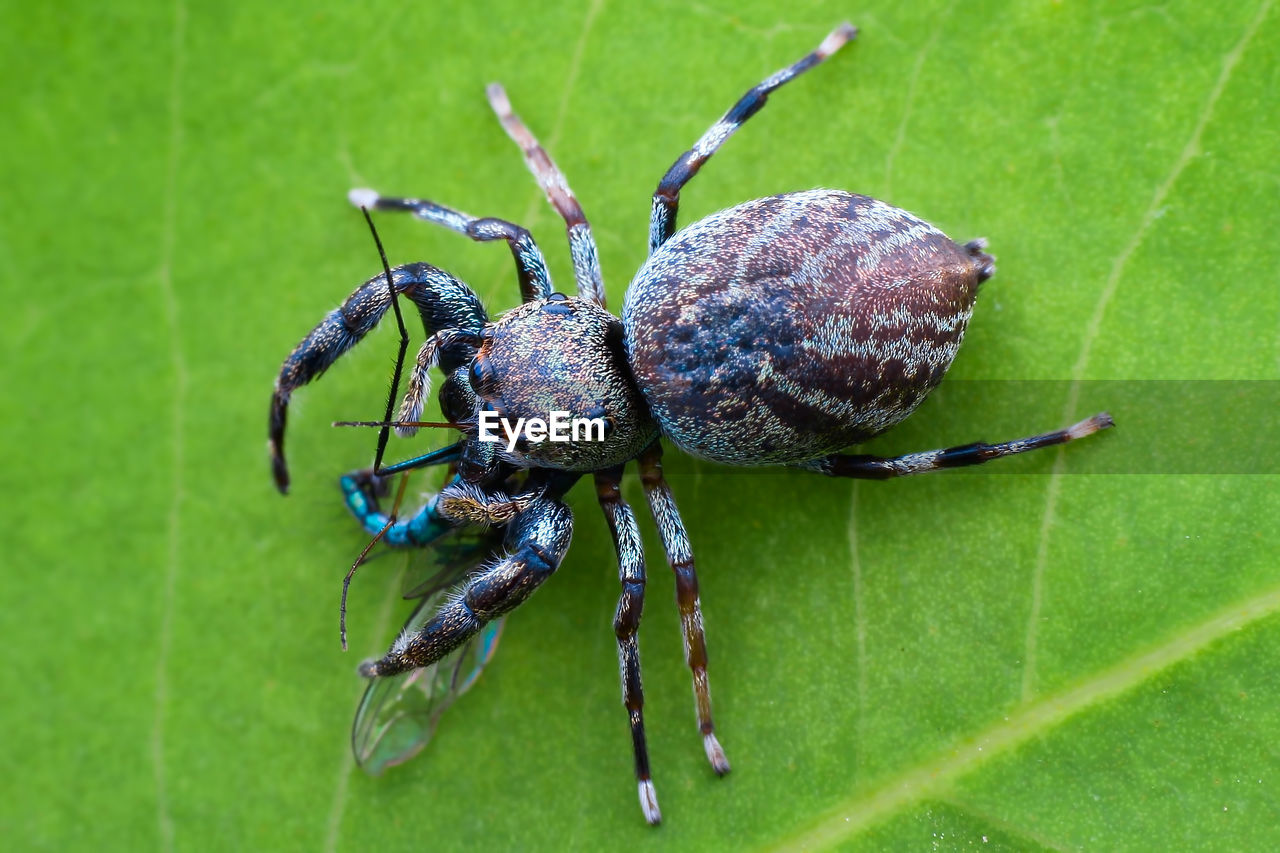 CLOSE-UP OF SPIDER ON PLANT